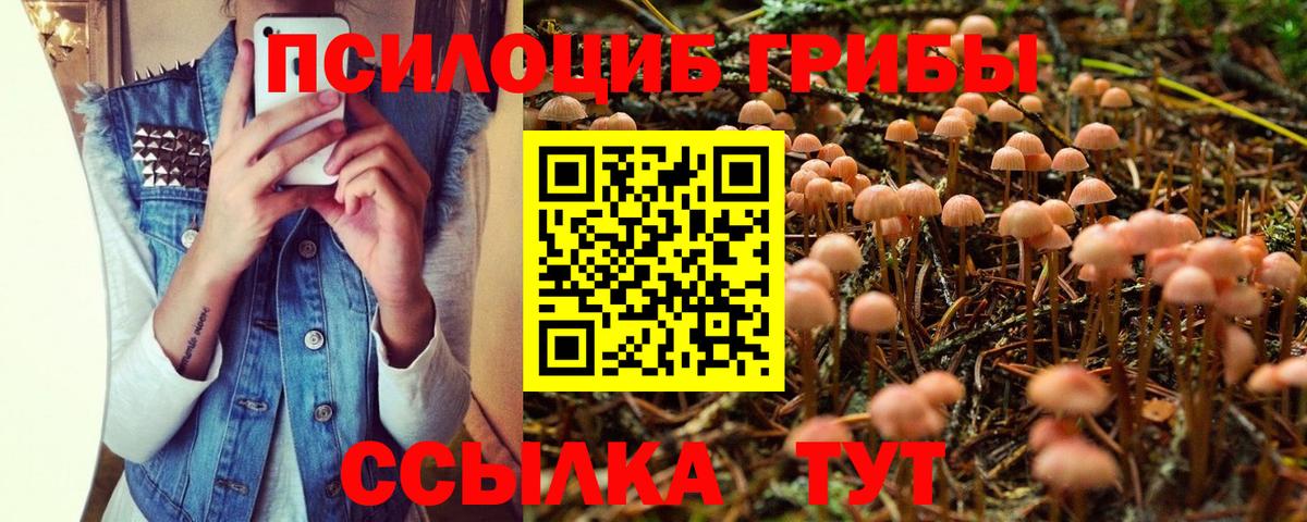 Псилоцибиновые грибы Psilocybine cubensis Обь